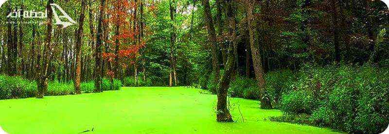 مرداب دیوک کجاست