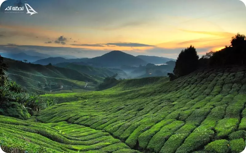 کامرونن هایلندز