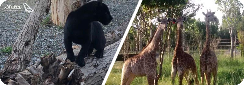 حیوانات باغ وحش صفادشت