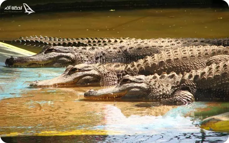 پارک کروکودیل