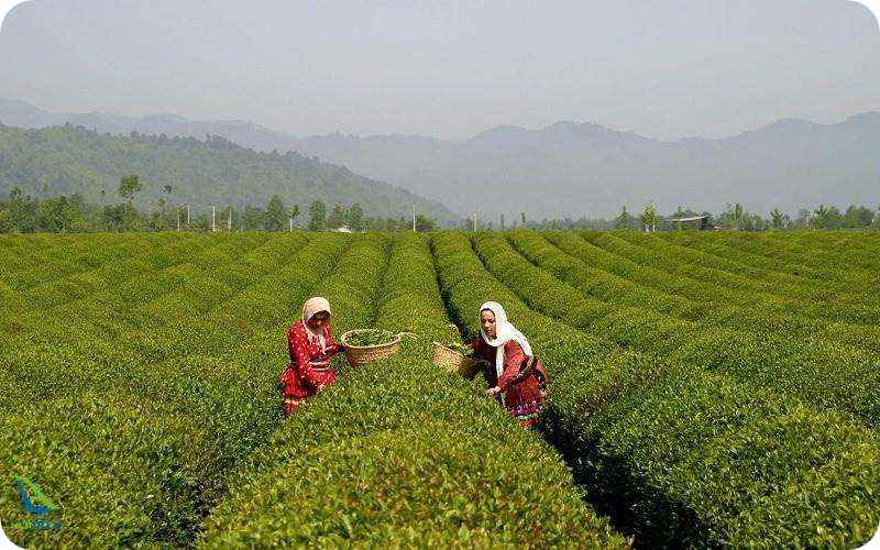 کاشت چای در لاهیجان