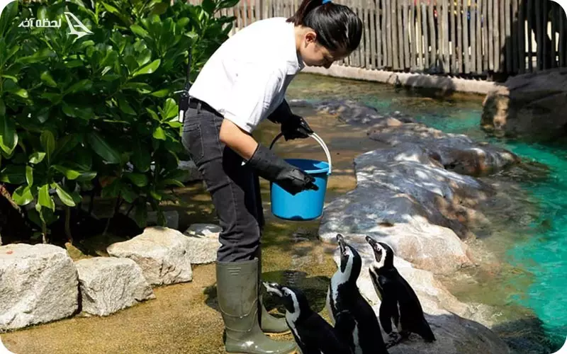 پنگوئن باغ جورونگ سنگاپور