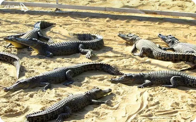 پارک کروکودیل