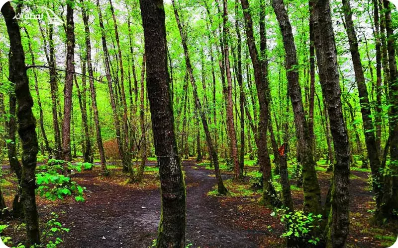 پارک جنگلی گیسوم