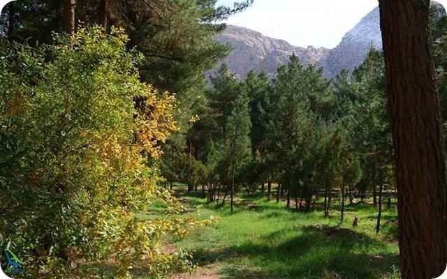پارک جنگلی قائم کرمان