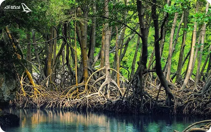 جنگل حرا قشم