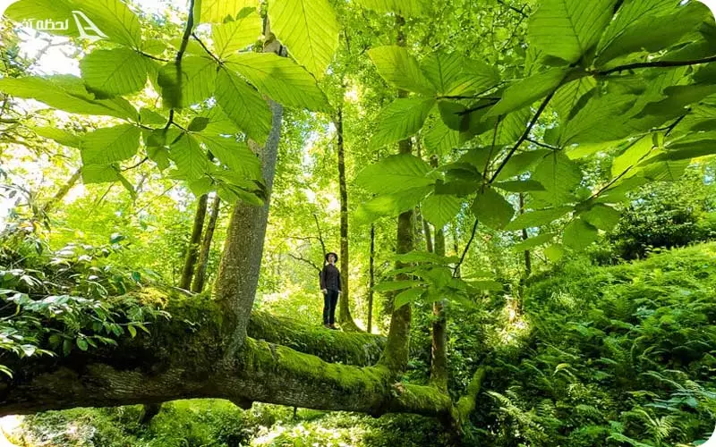 باغ گیاه شناسی باتومی