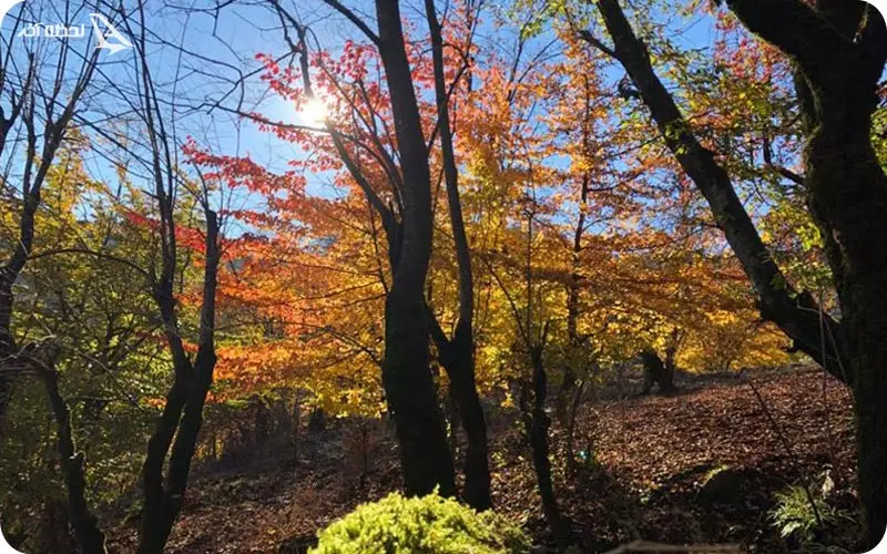 جواهرده کجاست؟