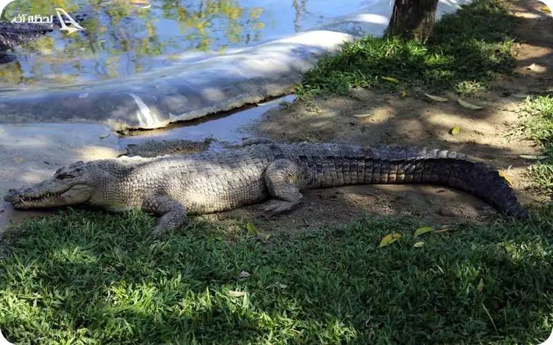پارک کروکودیل