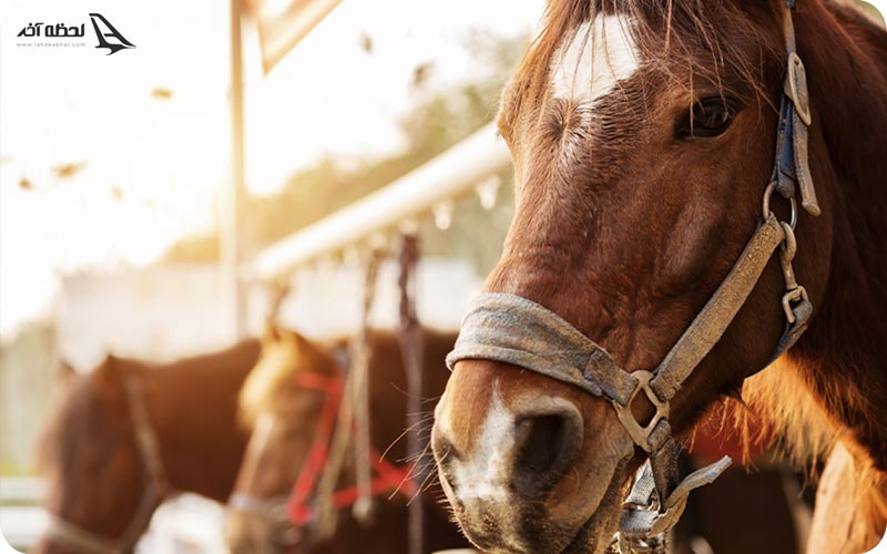 اسب های آنتالیا