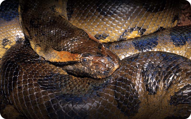 بزرگ ترین مار دنیا