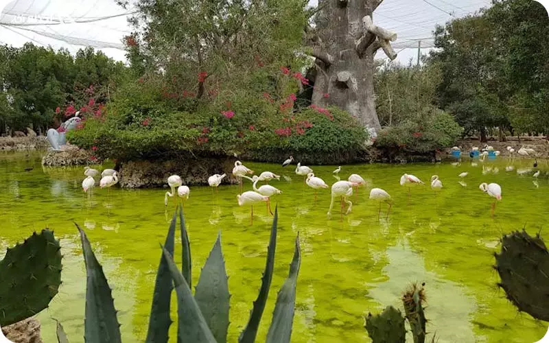 باغ پرندگان کیش