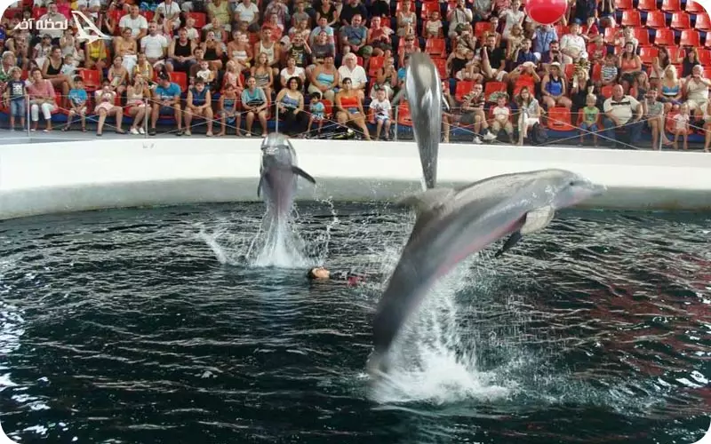 دلفیناریوم وارنا