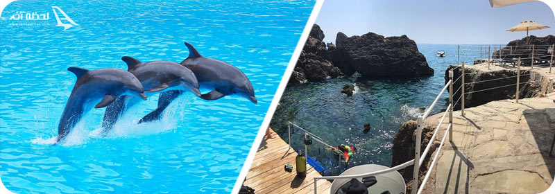 غواصی در با دلفین ها