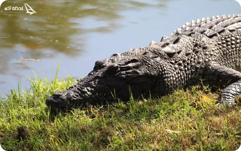 پارک کروکودیل