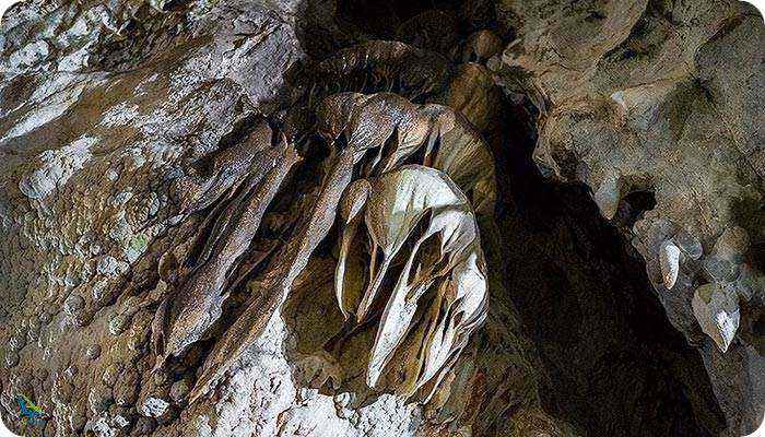 جانوران موجود در غار سهولان