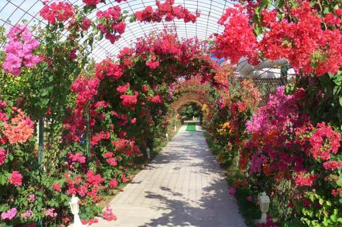 هتل دایما ریسورت نمای فضای سبز