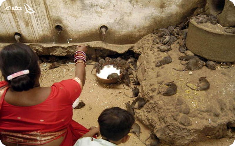 معبد موش ها در هند