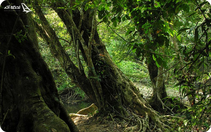 پارک ملی کاو یای	