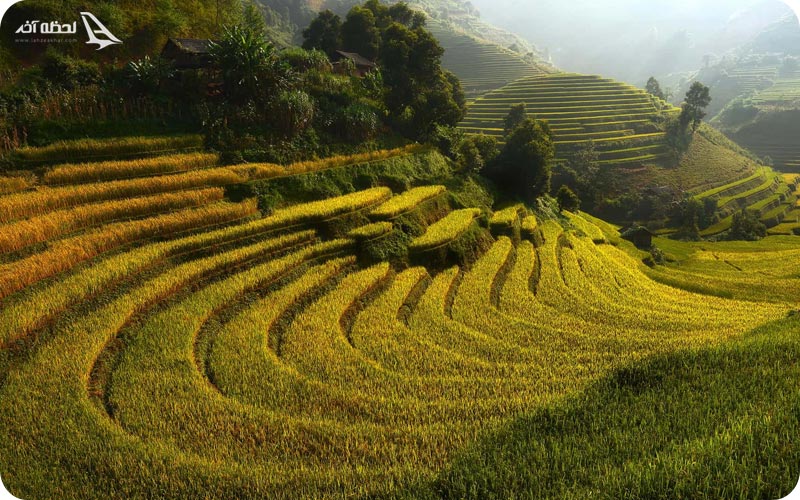 باغ برنج لامان