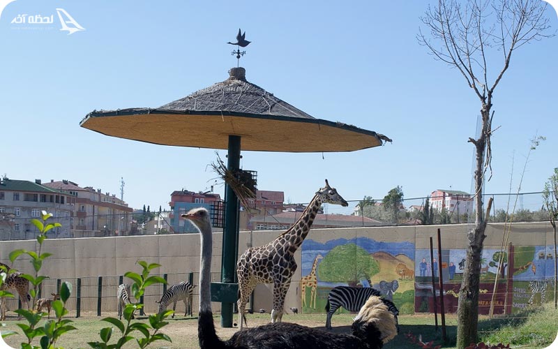 پارک داریجا