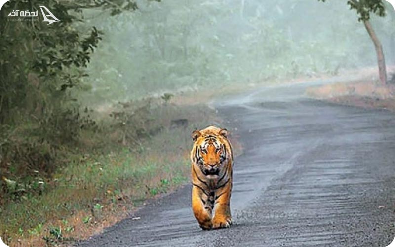 پارک ملی رانتامبور