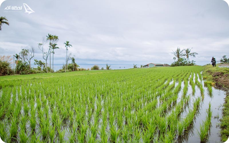 باغ برنج لامان