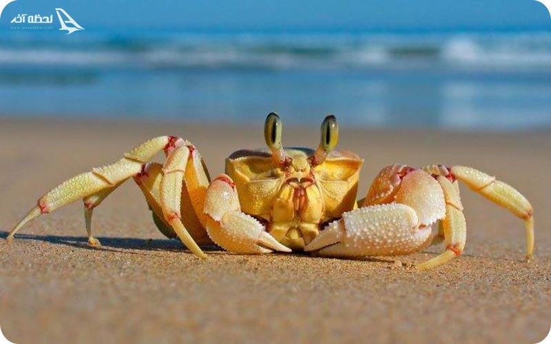 حیات وحش دریایی قشم	