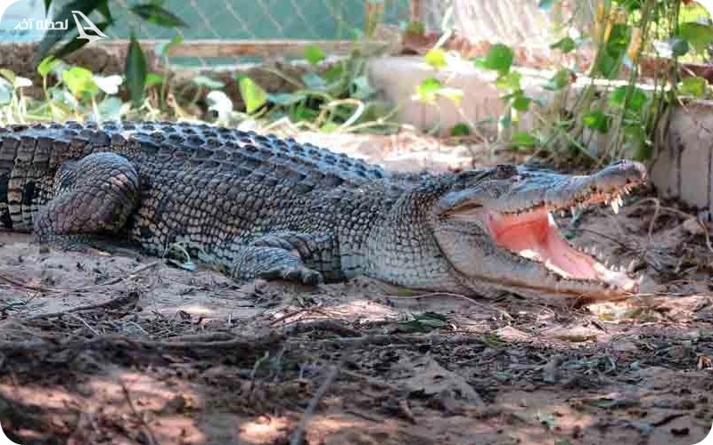 پارک کروکدیل