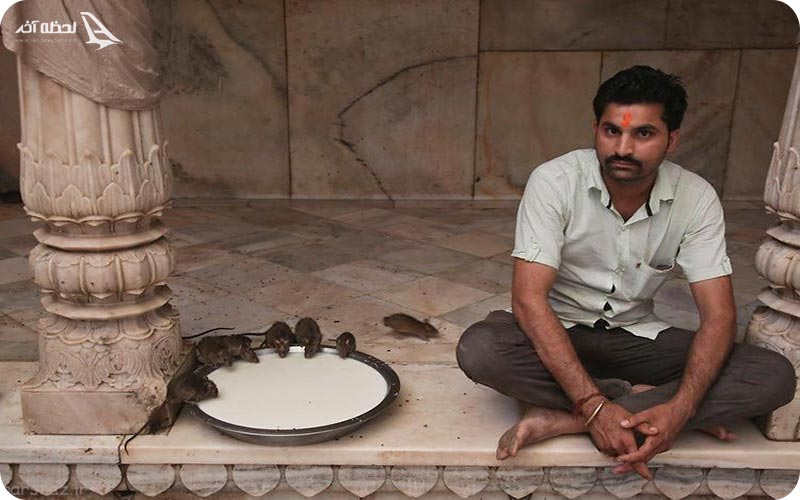 غذای موش ها