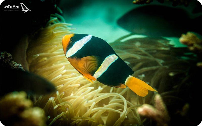 حیات وحش دریایی قشم	