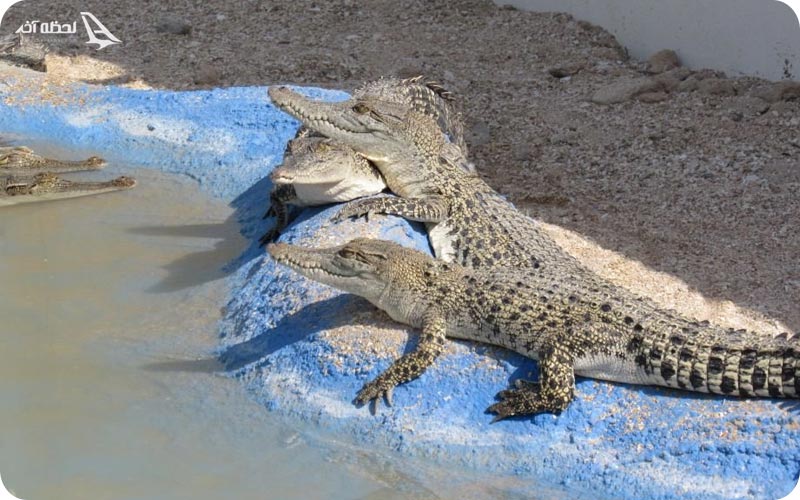 پارک کروکدیل