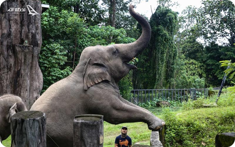 باغ وحش ملی نگارا مالزی