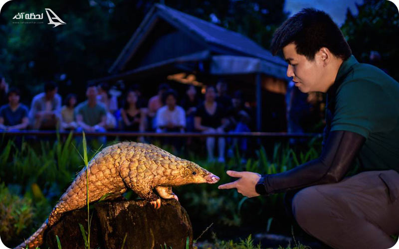 حیوانات نایت سافاری سنگاپور	