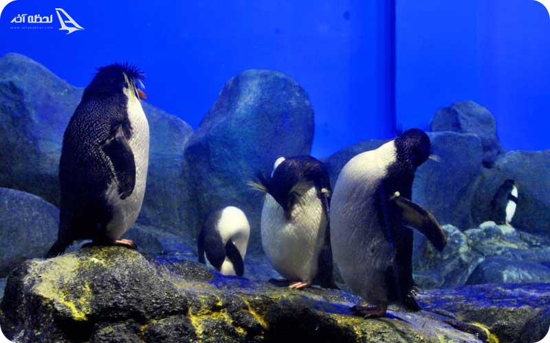 دنیای زیر آب لنکاوی