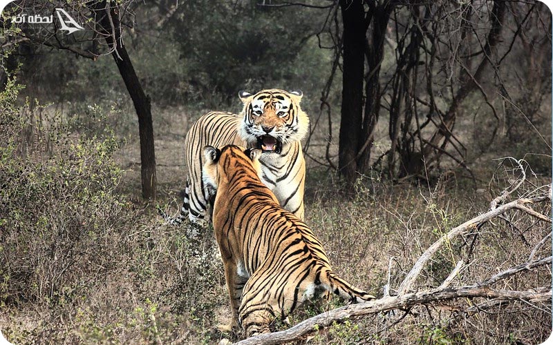 پارک ملی رانتامبور