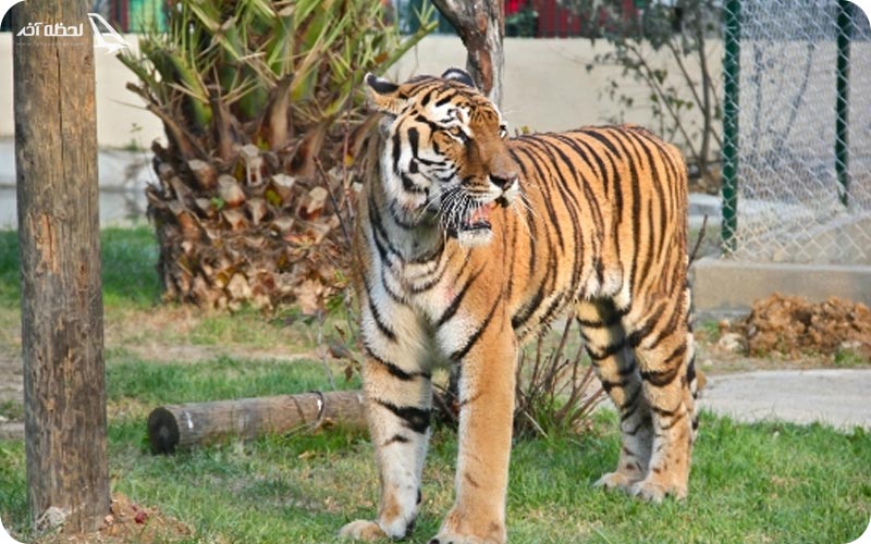 پارک داریجا