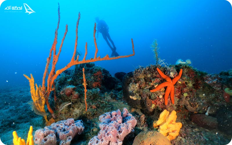 غواصی در بدروم