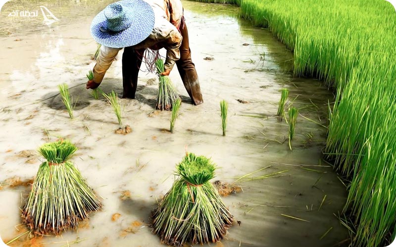 باغ برنج لامان