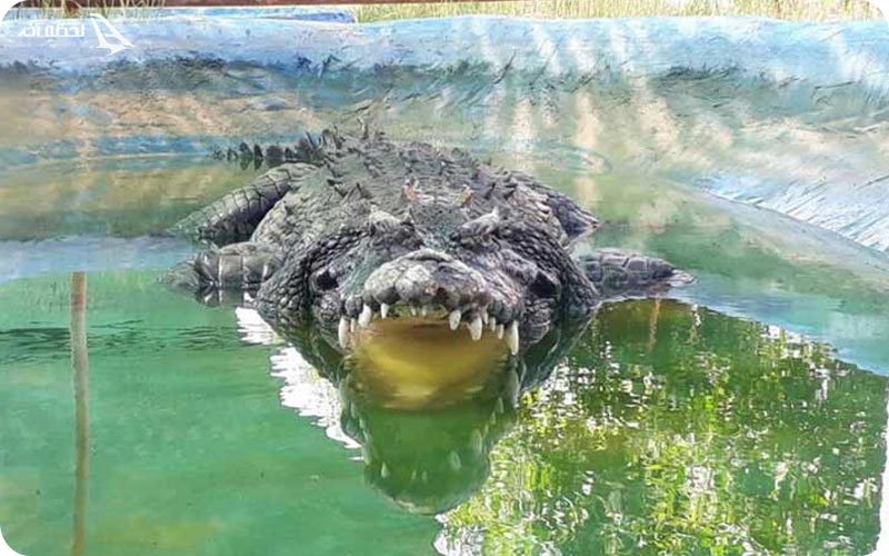 پارک کروکدیل