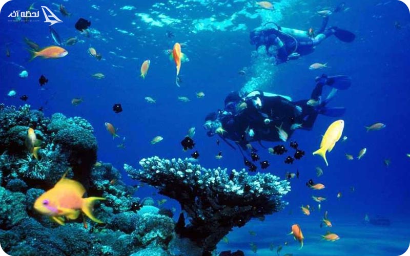 حیات وحش دریایی قشم	