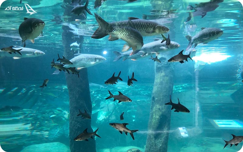 دنیای زیر آب لنکاوی