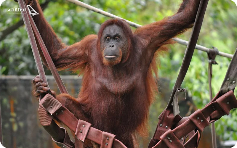 عکس باغ وحش ملی نگارا مالزی