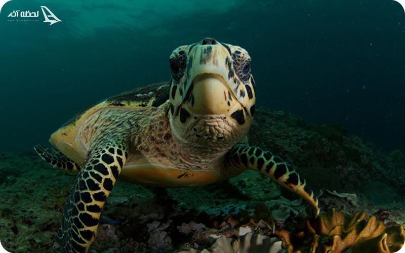 حیات وحش دریایی قشم	