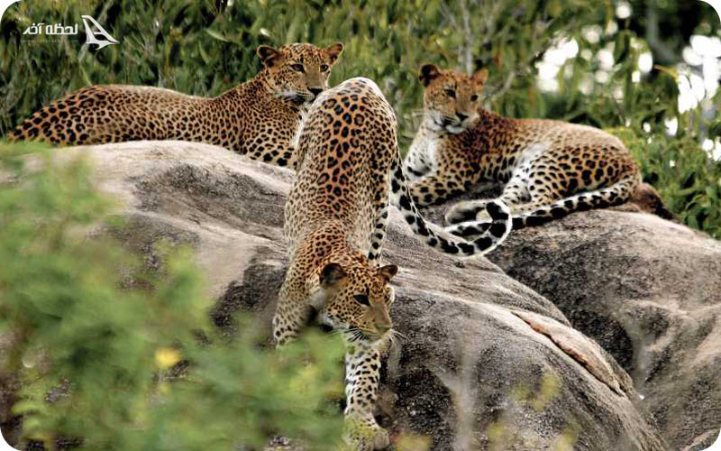 آدرس پارک ملی یالا سریلانکا