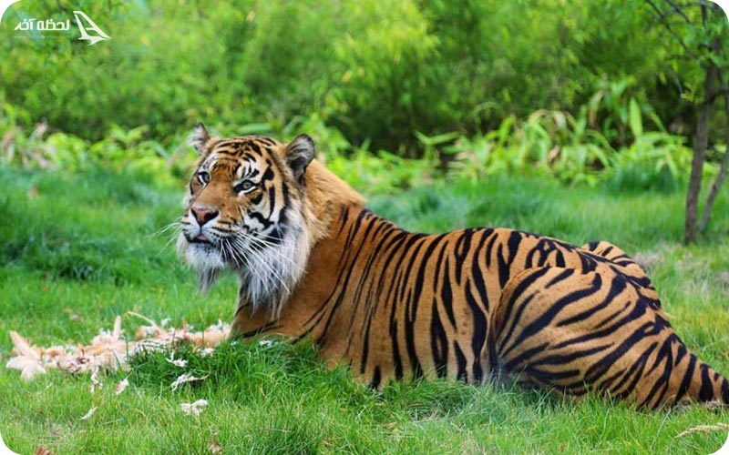 پارک داریجا