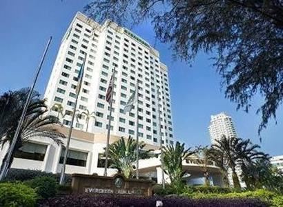 Evergreen Laurel Penang Evergreen Laurel Penang