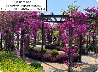 فضای سبز هتل