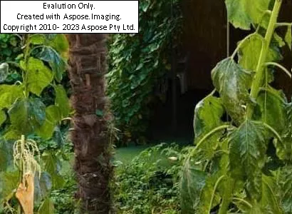 فضای سبز  هتل Hirad تفلیس